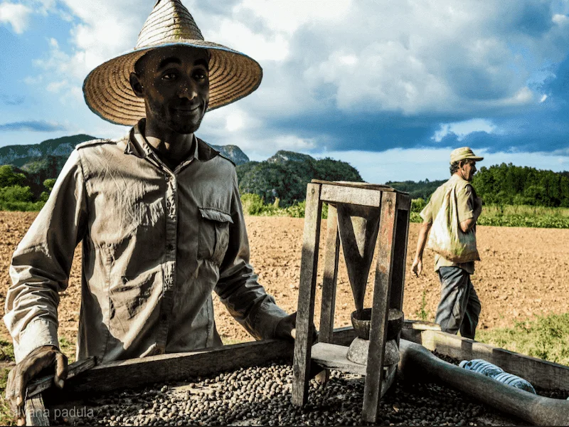 piantagioni di caffè a Cuba