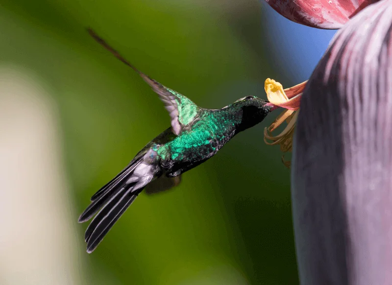colibri cuba
