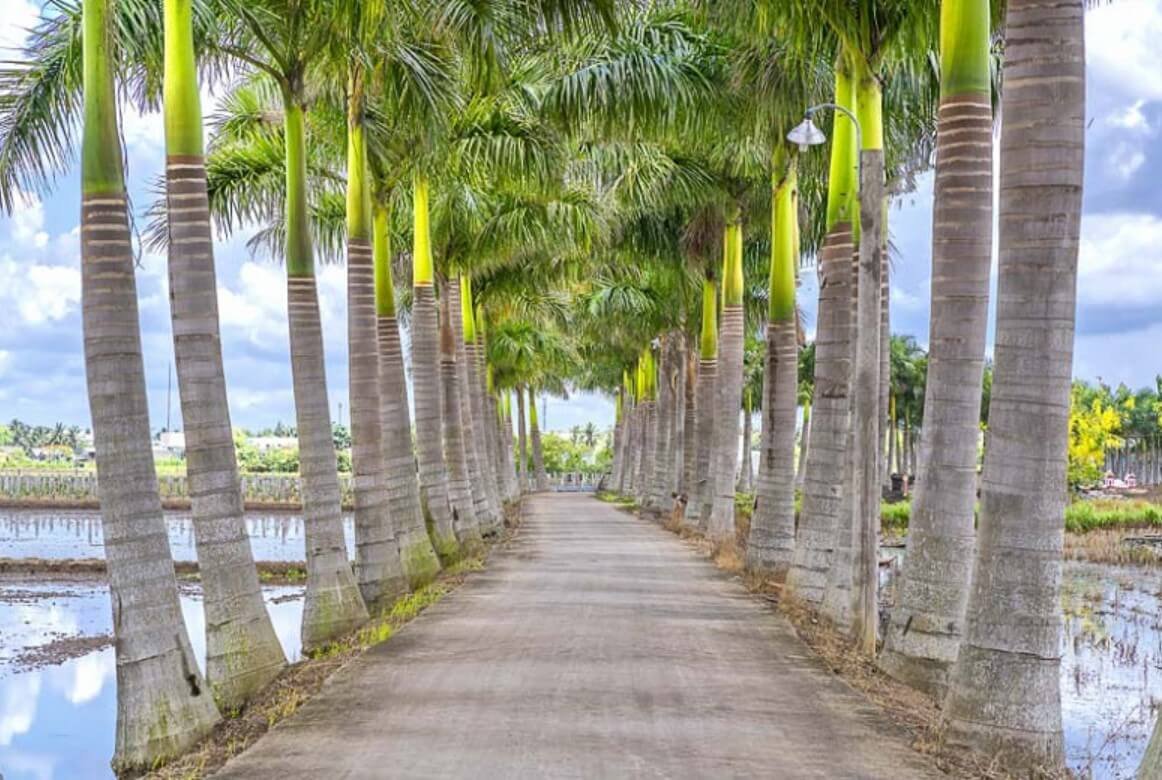 Royal Palm Cuba