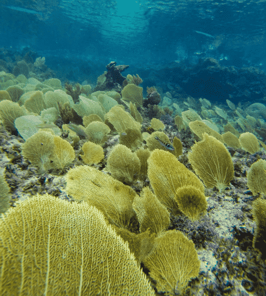 corales en maria la gorda cuba