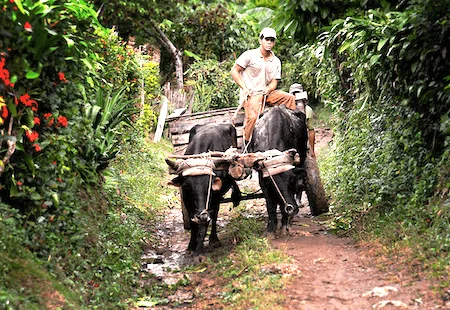 animales de baracoa