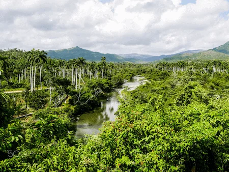 selva de baracoa