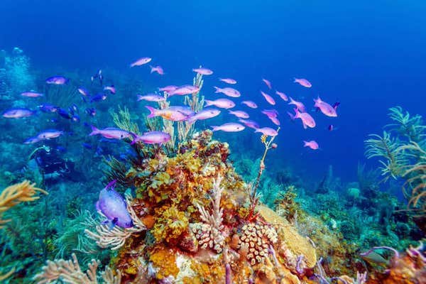 mergulho em cayo coco cuba