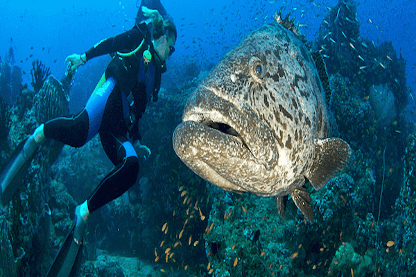 diving_cuba_1-1-_1_